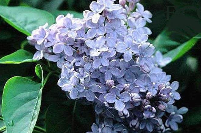 Lilas